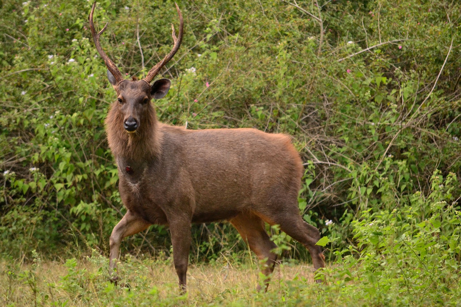 Sambar_Deer